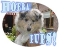 00-pups-mable-website