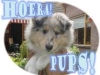 00-pups-mable-website