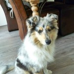 1406 - Hutchey 1