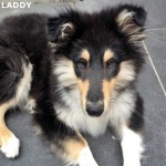 1406 - Laddy 2