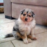 150111 - Hutchey pup 1