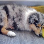 150111 - Hutchey pup 3
