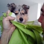 150111 - Hutchey pup in tas 4