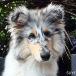 150614 - Skye 1