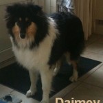 101201 - Daimey