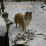 Fame 12-2010