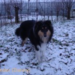 Fender sneeuw