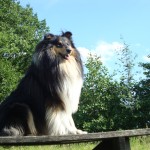 mei 2011