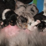 DSCF0228