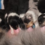 DSCF0229