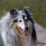 IMG_7423_laag1